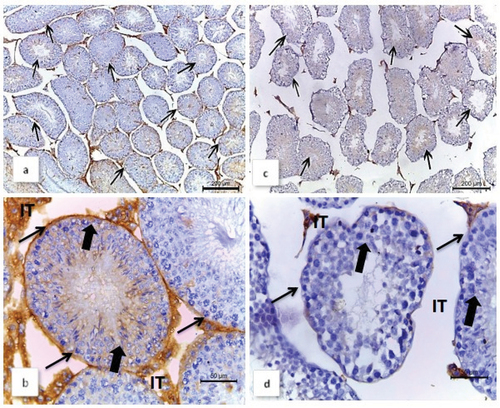 Figure 4. Photomicrographs of testicular sections from male Nile rats, displaying representative immunohistochemical assays for the AR antibody and the immunolocalization of the nuclear androgen receptor (AR) antibody. Normal males: (a) and (b) exhibit strong immunohistochemical staining for AR. In (b), a magnified photo reveals that AR is primarily localized at the basement membrane (thin arrow), germinal cells (thick arrow), and intertubular space (IT). Quinestrol-treated males: (c) and (d) exhibit a weak AR immunoreaction. In (d), a magnified photo shows a higher number of necrotic degenerated seminiferous tubules with weak reaction in destructed germinal cells (thick arrow), basement membrane (thin arrow), and no nearby reaction in intertubular spaces (IT).