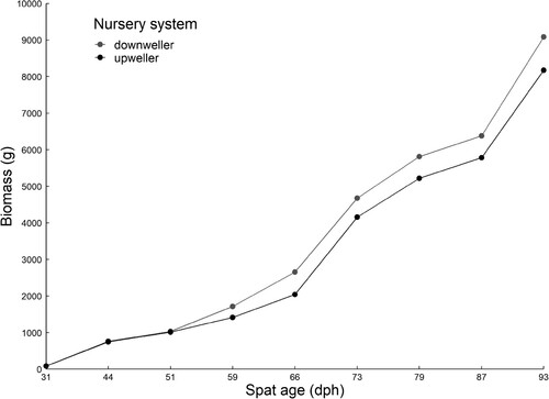 Figure 3. Total biomass (g) of Saccostrea lineage J spat in a downweller and upweller nursery system from 31 to 93 days post hatch (dph).