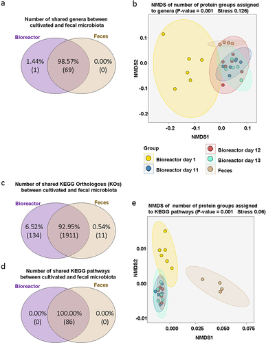 Figure 1. Cultivated microbiota (day 1, day 11 and day 12 each n=6; day 13 n=5) reflect taxonomic and functional features of murine fecal microbiota (murine fecal samples n=4) based on metaproteomics. Total numbers of bacterial genera identified in the cultivated microbiota and fecal microbiota (a) and non-metric multidimensional scaling (NMDS) analysis of bacterial genera (b) based on the numbers of protein groups assigned to each genus. Number of KEGG orthologous (c) and number of KEGG pathways (d) identified in the cultivated microbiota and fecal microbiota. NMDS analysis of KEGG pathways (e) abundances based on the numbers of protein groups assigned to each pathway.