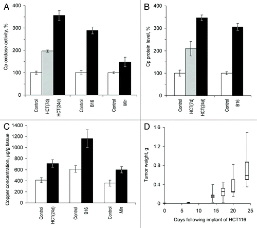 Figure 2. Growing tumors induce increased copper status indexes in mice. HCT(7d), HCT(24d), nude mice on the 7th and 24th day after the transplantation of HCT116 cells; B16, C57Bl/6J mice on the 21st day after the implantation of B16 melanoma cells; Min, 70-d-old Min mice. Sera from animals of the respective lineages without tumors were used as the controls. (A) Oxidase Cp content, % of respective control. (B) Relative Cp protein content as measured by immunoblotting, % of respective control. Cp protein content was not measured in Min mice. (C) Atomic copper concentration in sera, μg/g tissue. (D) Quartile plots (n = 5–7) of HCT116 tumor growth curve in nude mice, g.