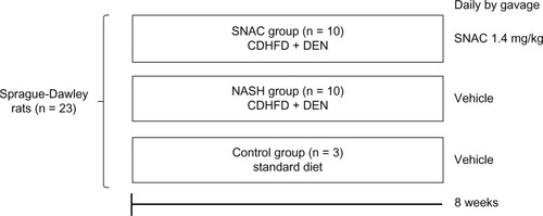 Figure 1 Scheme of the study design describing the three groups of animals treated over eight weeks with: standard diet and oral vehicle (control group); choline-deficient high fat diet plus diethylnitrosamine (CDHFD + DEN) and oral vehicle (nonalcoholic steatohepatitis group); and CDHFD + DEN and oral S-nitroso-N-acetylcysteine (SNAC) solution (1.4 mg/kg) (SNAC group).