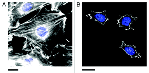 Figure 3. Actin stress fibers in (A) NIH3T3 and (B) pluripotent ES-D3 mouse embryonic stem cells (mESCs). Cells were fixed and stained for actin (phalloidin conjugated to Alexa Fluor 546, white) and the nucleus (DAPI, blue). Stress fibers are numerous and highly organized in committed NIH3T3 cells. Pluripotent mESCs (confirmed by staining for the presence of the transcription factor OCT4, not shown) are generally significantly smaller than NIH3T3 cells and display fewer stress fibers. The actin is generally diffuse and poorly organized. However, small punctate actin protrusions are observed. Experimental details in reference Citation11. Scale bars in both (A) and (B) are 20 μm.