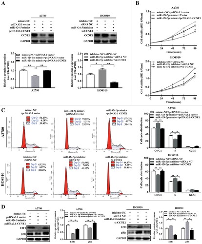 Figure 4. Re-expression or knockdown CCNE1 influnced the suppressive effect of miR-424-5p on cell viability and cell cycle distribution. (A) Western blot analysis of CCNE1 protein level was examined in miR-424-5p overexpressing or downregulated in A2780 and HO8910 cells transfected with pcDNA3.1-CCNE1 and si-CCNE1, respectively. (B) The cell viability was assessed using CCK-8 assay after overexpression and silencing CCNE1 on miR-424-5p mimics-transfected A2780 and miR-424-5p inhibitor-transfected HO8910 cells for 0 h, 24 h, 48 h, 72 h and 96 h. (C) Cell cycle distributions of cells transfected with pCMV-CCNE1 or si-CCNE1 and their control groups were assessed by flow cytometry. The data were shown by mean±SEM from three independent experiments, where appropriate, #p<0.05; ##p<0.01, compared with its vector group or siRNA NC group. (D) Representative images for western blot were shown to analyze the relative protein expression of E2F1 and pRb after pCMV-CCNE1 or si-CCNE1 transfection each on miR-424-5p overexpressed A2780 and miR-424-5p downregulated HO8910 cells for 48h. GAPDH was used for normalization. The data were shown by mean±SEM from three independent experiments, where appropriate, #p<0.05; ##p<0.01, compared with its vector group or siRNA NC group.