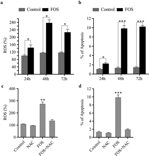 Figure 1. ROS generation by FOS treatment induced cell apoptosis in HPdLFs. (a) FOS increased ROS production in HPdLFs after 24, 48, and 72 h. (b) FOS increased apoptosis in HPdLFs after 24, 48, and 72 h. (c) NAC suppressed FOS-induced ROS generation in HPdLF after 48 h. (d) NAC suppressed FOS-induced apoptosis in HPdLF after 48 h. Data represented mean±standard error of mean (SEM) of six independent experiments. *P < 0.05, **P < 0.01 and ***P < 0.001 versus control