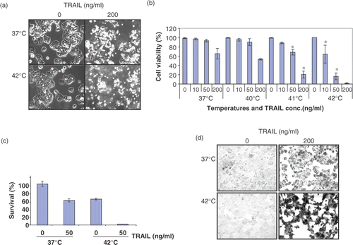 Figure 1. Effect of hyperthermia (40–42°C) on TRAIL-induced apoptosis in human colorectal carcinoma CX-1 cells. (a) Cells were treated with 200 ng ml−1 TRAIL for 4 h at 37°C or 42°C. The morphological features were analysed with a phase-contrast microscope. (b) Cells were treated with various concentrations of TRAIL (0–200 ng ml−1) for 4 h at various temperatures (37–42°C). Cell viability was determined by the trypan blue exclusion assay. Error bars represent standard error of the mean (SEM) from three separate experiments. Asterisks indicate values which are different from the respective control (t-test, p < o.05). (c) Cells were treated with 50 ng ml−1 TRAIL for 4 h at 37 or 42°C. Cell survival was determined by the colony formation assay. Error bars represent standard error of the mean (SEM) from three separate experiments. Asterisks indicate values which are different from the respective control (t-test, p < 0.05). (d) Cells were treated with TRAIL (200 ng ml−1) for 2 h at 37°C or 42°C. After treatment, apoptosis was detected by the TUNEL assay. (e) Cells were treated with TRAIL (50 ng ml−1) for 4 h at 37°C or 42°C. After treatment, apoptosis was detected by the flow cytometric assay. (f) Proteolytic cleavage of PARP and activation of caspases were assayed by Western blot analyses. Cells were treated for 4 h with various concentrations of TRAIL at various temperatures. Cell lysates were harvested and subjected to immunoblotting for caspase-8, caspase-9, caspase-3 or PARP. Antibody against caspase-8 detects inactive form (55/54 kDa) and cleaved intermediates (41, 43 kDa). Anti-caspase-9 antibody detects both inactive form (48 kDa) and cleaved intermediate (37 kDa). Anti-caspase-3 antibody detects inactive form (32 kDa) and cleaved active form (17 kDa). Immunoblots of PARP show the 116 kDa PARP and the 85 kDa apoptosis-related cleavage fragment. Actin was used to confirm the equal amount of proteins loaded in each lane.