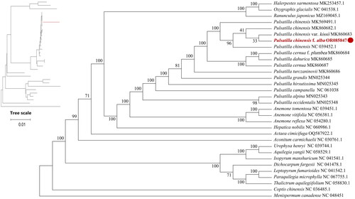 Figure 3. Maximum-likelihood (ML) phylogenetic tree of P. chinensis f. alba and 31 other complete chloroplast genome sequences. The numbers above the branches indicate the bootstrap values from ML analyses. The best evolutionary model was chosen as JTT + F+R2, which was selected using ModelFinder. The scale bar in the lower left corner of the figure represents the evolutionary distance, with a unit length of 0.01. The following sequences were used: Halerpestes sarmentosa (MK253457) (He et al. Citation2019), Oxygraphis glacialis NC_041538 (Zhai et al. Citation2019), Ranunculus japonicus MZ169045, P. chinensis MK569491, P. chinensis MK860682 (Zhang et al. Citation2019), Pulsatilla chinensis var. kissii MK860683 (Zhang et al. Citation2019), P. chinensis NC_039452 (Liu et al. Citation2018), P. cernua f. plumbea MK860684 (Zhang et al. Citation2019), P. dahurica MK860685 (Zhang et al. Citation2019), P. turczaninovii MK860686, P. cernua MK860687 (Zhang et al. Citation2019). P. grandis MN025344 (Li et al. Citation2020), P. hirsutissima MN025345 (Li et al. Citation2020), P. campanella NC_061038 (Xue et al. Citation2022), P. alpina MN025343 (Zhang et al. Citation2019), P. occidentalis MN025348 (Li et al. Citation2020). Anemone. tomentosa NC_039451 (Liu et al. Citation2018), A. vitifolia NC_056381, A. reflexa NC_054280 (Zhang et al. Citation2021), Hepatica nobilis NC_060986, Actaea cimicifuga OQ587922, Aconitum carmichaelii NC_030761, Urophysa henryi NC_039744, Aquilegia yangii NC_058529, Isopyrum manshuricum NC_041541 (Zhang et al. Citation2019), Dichocarpum fargesii NC_041478 (Zhang et al. Citation2019), Leptopyrum fumarioides NC_041542 (Zhang et al. Citation2019), Paraquilegia microphylla NC_067755, Thalictrum aquilegiifolium NC_058830, Coptis chinensis NC_036485, Menispermum canadense NC_048451.