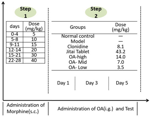 Figure 1 The morphine-dependent rat model (Spontaneous withdrawal) and treatment of OA.