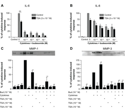 Figure 2 Trichostatin A does not block the budesonide effect in human lung fibroblasts.Notes: HFL-1 cells were plated and grown to sub-confluence. Cells were then rinsed with DMEM and treated with TSA for 30 minutes. Following this, varying concentrations of budesonide and IL-1β plus TNF-α were added such that the final concentrations of IL-1β and TNF-α were 1 ng/mL each and the concentrations of budesonide were as described in the figure. After 24 hours, media were harvested for quantification of IL-6 (A), IL-8 (B), and MMP-1 and -3 (C and D). (A and B) Effect on IL-6 and IL-8 release (ELISA). Cell number was counted with a Coulter Counter and the cytokine level was normalized to the cell number. Vertical axis: amount of IL-6 or IL-8 expressed as percentage of response in the cytokines-only treated group; horizontal axis: treatment with cytokines and varying concentrations of budesonide. hatched bars: control (cells without TSA treatment); solid bars: cells treated with TSA (3 × 10−8 M). Data presented are the mean ± SEM of three separate experiments. **P < 0.01 by two way analysis of variance followed by Bonferroni post-hoc test. (C and D) Densitometric analysis of the MMP-1 and -3 immunoblots (insets). In order to make quantitative comparisons, the same volume of media from each condition was harvested and precipitated for loading. Vertical axis: density expressed as percentage of the cytokines-only treated group. horizontal axis: treatment with cytokines, budesonide (10−7 M) and varying concentrations of TSA. Data presented are the mean ± SEM of three separate experiments. *P < 0.05; **P < 0.01 compared to cytokine alone by two way analysis of variance followed by Bonferroni test.Abbreviations: Bud, budesonide; DMEM, Dulbecco’s Modified Eagle’s Medium; ELISA, enzyme linked immunosorbent assay; HFL, human lung fibroblast; IL, interleukin; MMP, matrix metalloproteinase; SEM, standard error of the mean; TNF, tumor necrosis factor; TSA, trichostatin A.