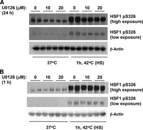 FIG 5 The MEK inhibitor U0126 reduced the levels of heat shock induced phosphorylation of HSF1 at S326 after a 24-h pretreatment, but a 1-h pretreatment had no effect. MDA-MB-231 cells (2.5 × 105 per well) in six-well plates were pretreated with U0126 for 24 h (A) or 1 h (B) and subsequently subjected to heat shock (HS). The levels of HSF1 and pS326 HSF1 were detected by Western blot analysis. The levels of β-actin served as a loading control.