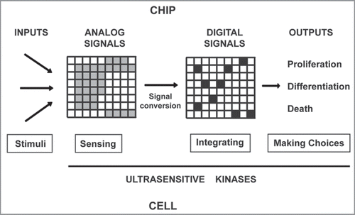 Figure 2 Life as a chip: A digital model for cell decisions. Different stimuli (inputs) are sensed by ultrasensitive protein kinases producing a plethora of analog signals, and some of them are converted into digital signals. The digital responses obtained by the network of kinases are integrated and defines a cellular program, which is translated into a cell decision (outputs). Thus, the generation of digital responses by protein kinases might be the basis for important biological processes: from development to memory (see text).