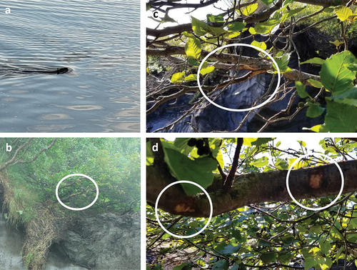 Figure 5. Evidence for beaver burrowing as a thermokarst lake drainage mechanism (red circles and ovals). (a) A beaver showed up in the lake a week before the lake drained for the first time in at least four years (photo credit: Susan Schaeffer Tessier). (b) An image acquired by the drone system during a flight down the drainage gully showing beaver-chewed wood (photo credit: Benjamin Jones). (c) and (d) Beaver chew on the bush near the location where the drainage gully formed (photo credit: Tim Tessier).