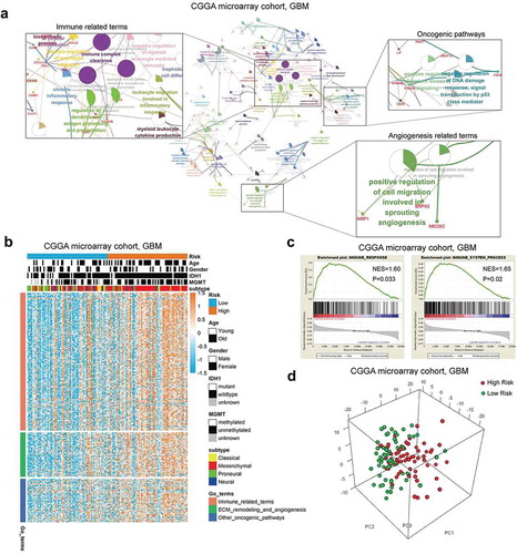 Figure 4. The low and high-risk groups of CGGA microarray cohort exhibited different immune status and biological process. A, GO analysis based on up-regulated genes correlated with the high risk group. B, GSVA results showed that immune relevant processes and some oncogenic pathways were most significantly enriched in the high risk group. GSEA results showed that there was a positive enrichment of two immune related terms in the high risk group (C and D). PCA results exhibited that the low risk and high risk groups were generally distributed in different directions based on immune related genes (E).