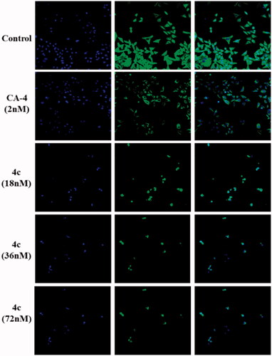 Figure 4. Effects of 4c on the cellular microtubule network visualised by immunofluorescence.