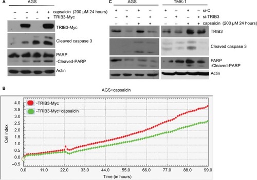 Figure 3 Induction of TRIB3 is essential for capsaicin-induced apoptosis.Notes: (A) AGS cells were induced to express 2 µg ectopic TRIB3-Myc for 24 hours and exposed to 200 µM capsaicin for another 24 hours, and then the protein levels of TRIB3, TRIB3-Myc, cleaved caspase 3, and cleaved PARP were determined. (B) 2 µg TRIB3-Myc was expressed in AGS cells for 24 hours before exposure to 200 µM capsaicin for another 24 hours, and cell impedance was determined using an RTCA system. (C) AGS and TMK-1 were subjected to si-RNA–mediated knockdown of endogenous TRIB3 for 24 hours and then exposed to 200 µM capsaicin for another 24 hours. The protein levels of TRIB3, cleaved caspase 3, and cleaved PARP were determined. All data were obtained from at least three to five independent experiments.Abbreviation: RTCA, real-time cell analysis.