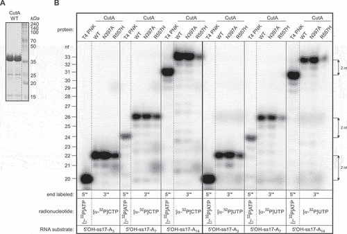 Figure 1. Activity of CutA WT and mutant variants on RNA oligonucleotide substrates of different length in the presence of radiolabelled CTP or UTP. (A) SDS-PAGE analysis of the CutA WT purified by two rounds of affinity chromatography on the Ni-NTA resin, followed by size exclusion chromatography. Sizes of the molecular weight marker (Perfect™ Colour Protein Ladder; EURx) bands are indicated on the right. (B) Labelling reactions. 20 nt-, 24 nt- or 31 nt-long oligoribonucleotides comprising identical 17 nt-long core sequence and A3, A7 or A14 3ʹ-terminal tail, respectively, were either labelled at the 5ʹ-end using T4 PNK and [γ-32P]ATP or incubated with equal amounts of CutA wild-type, N397A or R557H variant and [α-32P]CTP or [α-32P]UTP as a radioactive NTP substrate. RNA length is indicated on the left. 2 nt differences in length between 5ʹ-labelled substrates and reaction products generated by CutA variants are marked on the right