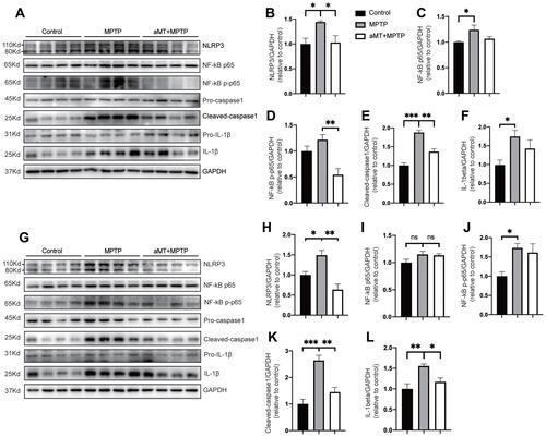 Figure 3 Melatonin inhibits NLRP3 inflammasome activation in vivo. (A–F) Immune blotting analysis of NLRP3 inflammasome signals in the striatum from mouse brains (n = 4). Representative blots are shown in (A). Relative expression of NLRP3, NF-κB p65, phospho-NF-κB, cleaved-caspase 1, IL-1β were quantified by densitometric analysis in (B–F). (G–L) Immune blotting analysis of NLRP3 inflammasome signals in the SN region of the brains (n = 4). Data are shown as representative plots (G) and quantified immunoblotting bands (H–L). aMT, melatonin. *P < 0.05, **P < 0.01, ***P<0.001; ns, no significant differences. Data are expressed as the mean ± SEM.