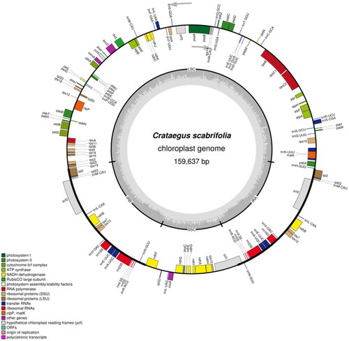 Figure 2. Gene map of the Crataegus scabrifolia plastid genome. Genes drawn inside the circle are transcribed clockwise, and those outside are transcribed counterclockwise. Genes belonging to different functional groups are color coded. The darker gray in the inner circle corresponds to DNA G + C content, while the lighter gray corresponds to A + T content. LSC: large single-copy; SSC: small single-copy; IR: inverted repeat.