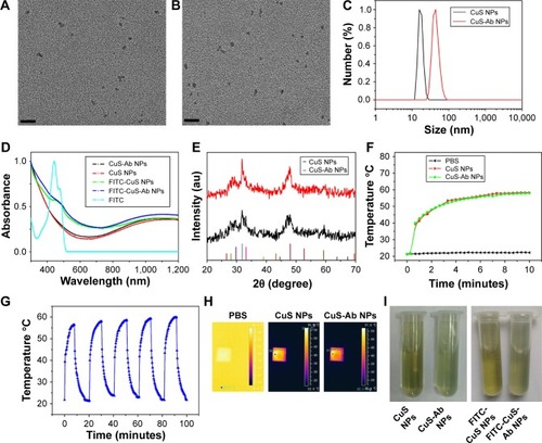 Figure 2 Characterization of targeted CuS NPs.Notes: (A) TEM of CuS NPs (scale bar: 50 nm). (B) TEM of CuS-Ab NPs (scale bar: 50 nm). (C) DLS of CuS NPs and CuS-Ab NPs. (D) Absorbance spectra of CuS NPs, CuS-Ab NPs, FITC-CuS NPs, FITC-CuS-Ab NPs, and FITC. (E) XRD spectra of CuS NPs and CuS-Ab NPs. (F) Rising temperature curve of CuS NPs and CuS-Ab NPs under irradiation with a 1,064 nm laser (0.2 W/cm2, 10 minutes). (G) Rising temperature curve of CuS-Ab NPs within five cycles under irradiation with a 1,064 nm laser (0.2 W/cm2, 10 minutes). (H) Thermal images of PBS, CuS NPs, and CuS-Ab NPs in a quartz cell. (I) Dispersity of CuS NPs, CuS-Ab NPs, FITC-CuS NPs, and FITC-CuS-Ab NPs.Abbreviations: CuS NP, CuS nanoparticle; CuS-Ab NP, cetuximab-modified CuS NP; DLS, dynamic light scattering; FITC, fluorescein isothiocyanate; TEM, transmission electron microscopy; XRD, X-ray diffraction.