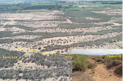 Figure 10. Nebkha landscape between oasis and sand dunes were segmented into small patches by planting of sand-fixing vegetation (Figure 3.1B, N. tangutorum nebkhas were surrounded by Haloxylon ammodendron). Photo by Weicheng Luo