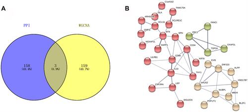 Figure 5 Common hub genes in co-expression network and PPI network. (A) Venn diagram showed the hub genes in the co-expression network and the PPI network, in which three common network genes were further analyzed and verified. (B) Three selected genes were involved in the same cluster in the PPI network using Markov Clustering (MCL) algorithm (inflation parameter=5).