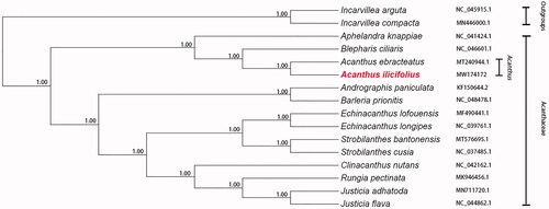 Figure 1. Maximum-likelihood phylogenetic tree inferred from 16 complete chloroplast genome sequences. The position of A. ilicifolius is marked in red and bootstrap values are listed for each branch.