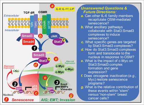 Figure 1. Mechanism of OSM-mediated senescence and its inactivation by c-Myc in premalignant mammary epithelial cells. Premalignant mammary epithelial cells that lack expression of p16 and p53 readily acquire senescent phenotypes in the presence of OSM. The ability of OSM to induce senescence requires autocrine TGF-β signaling and the formation of novel Stat3:Smad3 complexes (Circle 1) that accumulate in the nucleus to repress c-Myc expression, while simultaneously inducing that of p16 and p21 (Circle 2). Escaping senescence programs during malignant progression can be initiated by aberrant c-Myc expression, which endows OSM with tumor promoting functions and the ability to induce breast cancer cells to grow in an anchorage-independent manner, to exhibit increased invasiveness, and to undergo EMT programs driven by Snail (Circle 3). Red lettered circles correspond to provided unanswered questions and future directions (right panel). Abbreviations: AIG, anchorage-independent growth. IL-6, interleukin-6; IL-11, interleukin-11; LIF, leukemia inhibitory factor; MMPs, matrix metalloproteinases; OSMR, OSM receptor; TβR-I, TGF-β type I receptor; TβR-II, TGF-β type II receptor; TGF-βR, TGF-β receptors.