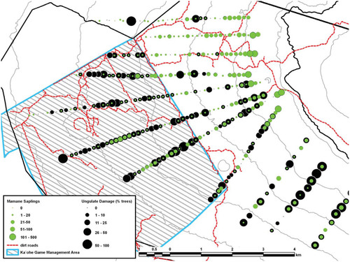 Figure 3. Distribution of māmane saplings and browse damage on vegetation survey plots in a portion of the core palila habitat. Sapling density was high and browse damage was low near roads and where rifle hunting was allowed, reflecting the difficulty of stalking game over rough, steep terrain. Sapling density was low and browse damage was high away from roads and in Ka'ohe Game Management Area, where rifle hunting was not permitted. The heavy black line delineates the core habitat of palila.