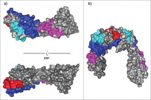 Figure 5. JAM-A epitopes superimposition for hz6F4-2, F11 and J10.4 binding. JAM-A epitopes were superimposed on monomeric (a) and dimeric (b) structures of JAM-A (PDB: 1NBQ). Blue: common area to hz6F4-2 and F11 epitope; Cyan: specific hz6F4-2 epitope; Magenta: specific F11 epitope; Red: J10.4 epitope.