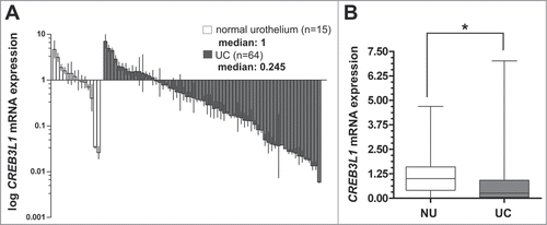 Figure 1. Downregulation of CREB3L1 mRNA expression in human bladder cancer. (A) Real-time PCR based CREB3L1 mRNA expression analyses of 64 tumor samples (UC) compared with normal urothelium tissue (NU) samples (n = 15). Vertical lines: ± standard error of margin (s.e.m.). (B) Box plot demonstrating a significant association of CREB3L1 mRNA expression downregulation in UC. Horizontal lines: grouped medians. Boxes: 25–75% quartiles. Vertical lines: range, peak and minimum; ns: not significant, *P < 0.05.