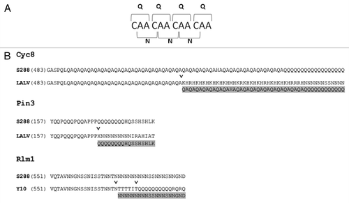 Figure 1. Results of frameshift mutations in polyQ or polyN tracts. (A) frameshift mutations in a polyQ tract encoded by CAA codons result in a tract of polyN. (B) Alignments of portions of the Q/N-rich domains of Cyc8, Pin3 and Rlm1 from various yeast strains. S228, LALV and Y10 denote S228c, LalvinQA23 and Y10 strains of S. cerevisiae. Sequences were taken from the Saccharomyces Genome Database. “˅” depicts the position of deduced frameshift mutations, which convert the sequences of LALV and Y10 proteins into sequences which are nearly identical to the S288 sequence (highlighted in gray).