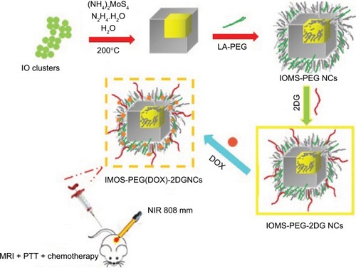 Figure 10 DOX-loaded Fe3O4@MoS2-PEG-2DG nanocubes as a theranostic platform for MRI-guided chemo-photothermal therapy of breast cancer.Note: Data from Xie et al.Citation137Abbreviations: DOX, doxorubicin; IO, iron oxide; IOMS, Fe3O4@molybdenum sulfide; NCs, nanoclusters; PEG, polyethylene glycol; PTT, photothermal therapy.