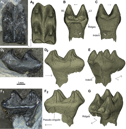 FIGURE 7. New specimen NMS G.1992.47.120, a lower postcanine, reconstructed digitally from micro CT scans. A1, occlusal view; A2, occlusal view digital reconstruction; B, posterior view digital reconstruction; C, anterior view digital reconstruction; D1, lingual view; D2, lingual view digital reconstruction; E, anterolingual view digital reconstruction; F1, buccal view; F2, buccal view digital reconstruction; G, posterobuccal view digital reconstruction. Anterior direction indicated by longer black arrow, lingual by shorter arrow.