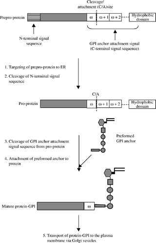 Figure 2.  Characteristic features of the proteins anchored by GPI. Precursor proteins destined to receive a GPI contain two signal sequences, an N-terminal signal sequence and a C-terminal signal sequence, which respectively direct the translocation of the protein to the endoplasmic reticulum (ER) and the anchoring of the GPI to the protein. The C-terminal signal sequence is composed of cleavage attachment (C/A) site of three amino acids, referred to as ω (omega), ω + 1, ω + 2; a short hydrophilic spacer element (designated ---); and a series of hydrophobic amino acids (hydrophobic domain). Cleavage occurs between the ω and ω + 1 site and is followed by GPI attachment Citation[76].