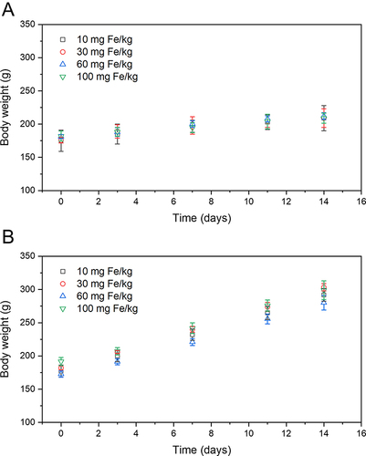 Figure 9 Effects of SPIONDex administration on the body weight in healthy rats. (A) Female animals; (B) Male animals.