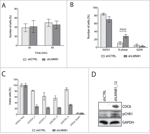 Figure 3. LMNB1 cooperates with the formation of DNA pre-replication complexes. (A) Cells were incubated with EdU for 30 or 60 minutes, respectively. After EdU incorporation cells were fixed and stained. EdU positive cells were counted (n > 400 ). (B) FACS analysis showing differences in cell cycle stages in shCTRL and shLMNB1 cells. (C) Cellular viability after LMNB1-depleted cells were transfected with siRNA against CDC6 and MCM3. (D) Immunoblot for CDC6 and the phosphorylated form of CHK1 showing an increase amount of these proteins when LMNB1 is silenced.