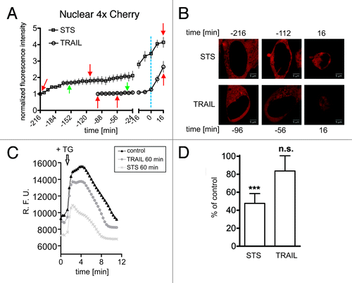 Figure 1. STS, but not TRAIL, induces a pre-apoptotic gradual increase in nuclear permeability coincident with depletion of ER/NE Ca2+. (A) Time course of nuclear entry of 4xCherry in HeLa cells treated with either STS (open rectangles) or TRAIL (open circles). A region of interest corresponding to the area of the nucleus was obtained by manual segmentation (see Fig. S1D). The mean intensities measured in the 4xCherry channel are plotted over time on two separate x-axes. On the left x-axis, time points from the start of image acquisition until the onset of nuclear condensation are displayed. On the right x-axis, time points immediately preceding and following nuclear condensation are shown. Here, traces were aligned with respect to the time point of nuclear condensation (time 0, dashed blue line). Red arrows indicate the time points corresponding to the frames shown in (B). Green arrows refer to the time points of Ca2+ measurement shown in (C) and (D). Data points are the average of at least 13 cells. Error bars show the SEM (B) Confocal images of HeLa cells expressing the nuclear permeability marker 4xCherry treated with STS or TRAIL. The time points refer to the time course shown in (A) (red arrows). (C) Characteristic traces of Fluo-4 fluorescence in HeLa cells treated to undergo apoptosis. HeLa cells were left untreated (black), or treated for 60 min with either STS (light gray) or TRAIL (dark gray), and loaded with the Ca2+ indicator Fluo-4. TG (5μm) was added at the indicated time point (arrow) to release Ca2+ from internal stores. (D) Comparison of Ca2+ content in internal stores after treatment with STS or TRAIL for 60 min. The difference between basal and peak fluorescence was calculated. Bars indicate the amount of Ca2+ mobilization in treated cells as percentage of control, untreated cells. Experiments were performed in triplicates. *** p < 0.001.