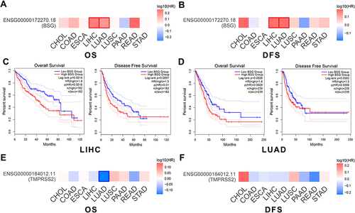 Figure 6 Prognostic value of BSG or TMPRSS2 in aerodigestive cancers. (A and B) Survival significance map of BSG showed the survival analysis results, including OS and DFS, in aerodigestive cancers through GEPIA2 (the red or blue blocks denote higher or lower risks; the rectangles with frames indicate p < 0.05). (C and D) Kaplan-Meier plots of OS and DFS in LIHC and LUAD. Median BSG expression values were adopted as the cutoff. (E and F) Survival significance map of TMPRSS2 showed the survival analysis results in aerodigestive cancers.