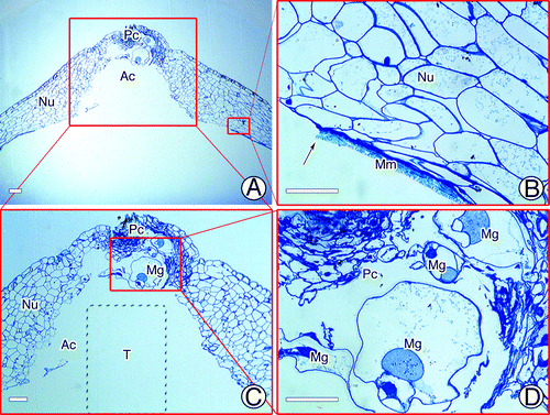 Figure 6. Apex of nucellus just before fertilization. (A, B) Rupture of megaspore membrane before fertilization. (C) Pollen chamber and archegonial chamber. (D) Four swollen male gametophytes in pollen chamber. Ac, archegonial chamber; Mg, male gametophyte; Mm, megaspore membrane; Nu, nucellus; Pc, pollen chamber. Scale bars = 50 μm.