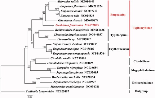 Figure 1. Phylogenetic analysis of Jacobiasca formosana based on the amino acids. The GenBank accession number for each species was demonstrated after the scientific name.