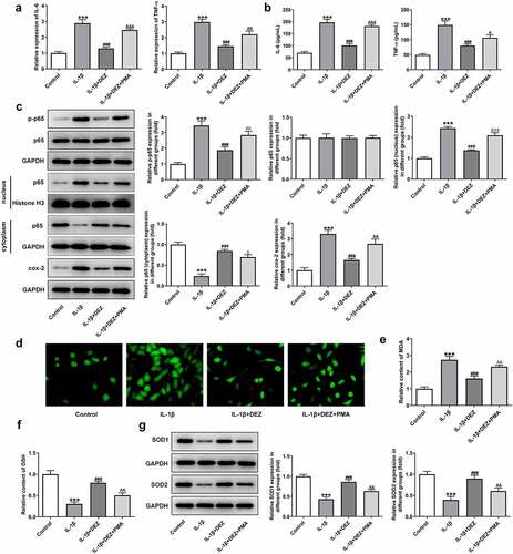 Figure 5. Inhibitory effects of DEZ on inflammation and oxidative stress of IL-1β induced HNPCs were restored by MAPK pathway agonist PMA. (a) The expression of IL-6 and TNF-α was assessed by RT-qPCR. (b) ELISA was utilized to evaluate the contents of IL-6 and TNF-α. (c) The protein levels of p-NF-κB p65, p65 expression in nucleus, p65 expression in cytoplasm and cox-2 was examined with Western blot analysis. (d) The ROS content was tested by means of the 2ʹ, 7ʹ-dichlorodihydrofluorescein diacetate (DCFH-DA) staining method. The levels of (e) MDA and (f) GSH were measured using commercial kits. (g) Western blot assay was utilized to determine the protein levels of SOD1 and SOD2. ***P < 0.001 vs. untreated group; #P < 0.05, ##P < 0.01, ###P < 0.001 vs. IL-1β group; ΔP<0.05, ΔΔP<0.01, ΔΔΔP<0.001 vs. IL-1β+DEZ group.