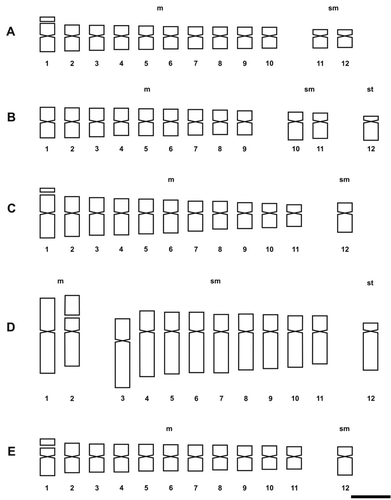 Figure 4. Idiograms of Solanum species of Dulcamaroid clade. (A) S. aligerum; (B) S. amygdalifolium; (C) S. angustifidum; (D) S. crispum; (E) S. dulcamara. Scale bar = 3 μm.