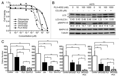 Figure 8. The BRAF V600E inhibitor, PLX-4032, does not alter autophagic flux. (A) A375 cell viability was determined after 48 h treatment with CQ (filled circles), QN (open circles), VATG-027 (filled triangles), VATG-032 (open triangles), or PLX-4032 (filled squares). (B) Immunoblot of A375 cells treated with 0 μM, 10 nM, 100 nM, and 1000 nM of PLX-4032 in the presence (+) or absence (−) of CQ (50 μM). Cell lysates were probed for total MAPK1/3, phospho-MAPK1/3, and LC3B (LC3B-I, cytosolic; LC3B-II, membrane-bound). Tubulin was included as a loading control. (C) Soft agar colony formation assays using A375 cells treated every other day for 3 wk with 3 μM of CQ, QN, VATG-032, and 1 μM VATG-027 in the presence or absence of PLX-4032 (400 nM). Colonies were stained with crystal violet and quantified using image analysis software. Three replicates were averaged and standard deviation indicated by error bars. Student 2-tailed t test: *P < 0.05, **P < 0.01, and ***P < 0.001.