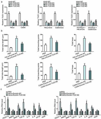 Figure 3. Exosomal TUG1 promoted the angiogenesis of HUVECs. (a). qRT-PCR measured TUG1 expression in shRNAs transfected HeLa and CaSki cell lines as well as their secreted exosomes and the recipient HUVECs. (b). Tube formation assay was conducted in HUVECs co-cultured with PBS (blank group) or transfected HeLa-Exo and CaSki-Exo. (c). The expression levels of certain angiogenesis-associated genes were examined by qRT-pCR. Data are exhibited as mean ± standard deviation (S.D.; n ≥ 3), *P < .05, **P < .01.