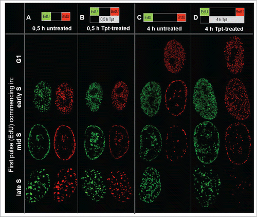 Figure 2. Images of a distribution of replication foci active prior (EdU, green) and at the end (BrdU, red) of exposure to topotecan lasting for 0.5 h (B) or 4 h (D), in early, mid and late S-phase (A, C, untreated cells). 3D images were deconvolved and normalized; maximum intensity projections of 10 central confocal planes are shown.