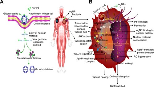 Figure 6 Mechanism of action of AgNPs in a biological system. (A) AgNPs antiviral mechanism. After attachment to host cell, the virus inserts its genetic material into the cell. Silver particles bind to the genetic material and block its replication which ultimately leads to translational inhibition, and in this way, viral growth is inhibited. (B) Wound healing and antibacterial mechanism of AgNPs. Although not reported in the literature, we assume that AgNPs may react with free oxygen in the wound portion followed by its ionization. This ionized active silver may regulate FOXO1 which is a transcription factor stimulating wound healing molecule, TGF-β1. Furthermore, active silver has also been reported to generate ROS. In the eukaryotic system, the ROS activate JNK and p53 proteins which induce Bax proteins to migrate to the mitochondrial surface resulting in cytochrome C release from mitochondria which subsequently results in PARP cleavage. This phenomenon leads to apoptosis. The antibacterial mechanism of AgNPs starts with adhesion of AgNPs to bacterial cell followed by pit formation through which AgNPs enter the cell. These AgNPs then bind to nuclear material residing inside the bacteria. This leads to transcriptional and translational disruption and subsequently leads to ROS generation, which results in antibacterial activity.Abbreviations: AgNPs, silver nanoparticles; ROS, reactive oxygen species.