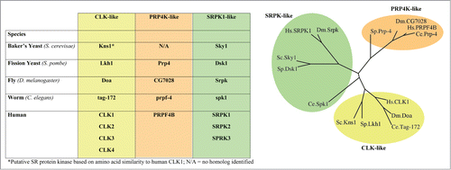 Figure 1. Splicing kinase diversity across species. A table of the known and putative splicing kinases in baker's yeast (S. cerevisiae (Sc)), fission yeast (S. pombe (Sb), the worm C. elegans (Ce), the fly D. melanogaster (Dm) and humans (Hs), is shown on the left. On the right, a phylogenetic tree showing the evolutionary relationships between the various splicing kinase families and their homologs in yeast, worms, flies and in humans. The phylogenetic tree was created based on amino acid composition of the splicing homologs using the web resource: phylogeny.limrr.fr.