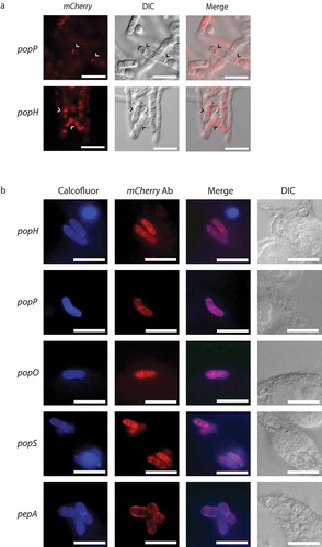 Figure 7. Yeast-specific aspartyl proteases show distinct cellular localization.Full length, C-terminal fusions of the yeast-specific pepA and pop genes were created with mCherry and introduced into the respective deletion strains. (a) During in vitro growth of yeast cells at 37°C on BHI medium for 6 days, clear mCherry-based fluorescence was evident for the popP and popH fusions only and showed both vesicular and septal localisation (arrowheads). Representative images using DIC and epifluorescence are shown. Scale bar = 10 μm. (b) During growth inside J774 macrophages at 24 hours post-infection, immunofluorescence microscopy using antibodies to mCherry shows that the Pop::mCherry fusion proteins are localised as puncta, often, but not exclusively, perinuclear while the PepA::mCherry fusion protein shows clear cell membrane and/or cell wall localisation. Representative images of cells under DIC and after staining with calcofluor (cell walls) and anti-mCherry antibody (fusions) using epifluorescence are shown. Scale bar = 10 μm.