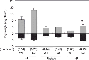 Figure 3  Plant growth of the tobacco LASAP2 line (L2) and wild-type (WT) plants in sterilized media. The gray and black bars indicate the shoots and roots, respectively. Values in parentheses indicate root-to-shoot ratios. Data are presented as the mean ± standard error (n = 5). Significant differences between WT and L2 line in each treatment are indicated by *(P < 0.01).