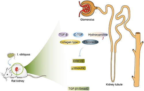 Figure 1 The protective effect of Inonotus obliquus on the kidney is described. In CKD-induced rats, I. obliquus treatment suppresses the expression of pro-fibrotic proteins such as transforming growth factor-β (TGF-β), connective tissue growth factor (C-TGF), hydroxyproline, collagen type I and fibronectin in renal tissue, thus restraining high glucose-induced cell proliferation and fibronectin expression in glomerular mesangial cells by inhibiting ERK1/2 and p38MAPK pathways. Besides, I. obliquus helps suppress the expression level of the TGF-β1/Smad2 signaling pathway.