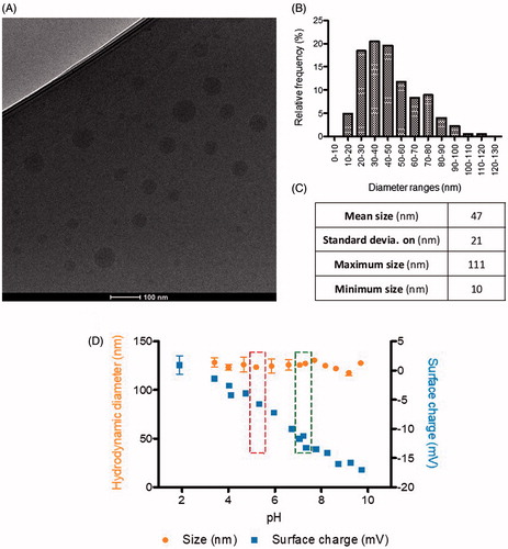 Figure 2. Physicochemical characterization of nanoparticles size, surface charge, and morphology: (A) CryoTEM micrography; –(B) Histogram of nanoparticles size distribution, by CryoTEM; –(C) Statistical analysis of sizes by CryoTEM (n = 704 nanoparticles analyzed, from different images and samples); and –(D) Hydrodynamic diameter (nm) and surface charge (mV) of nanoparticles, by DLS, as a function of pH (Left box, storage pH; right box, physiological blood pH).